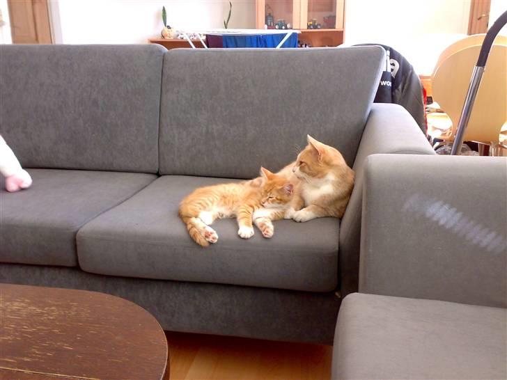 Blanding af racer Garfield - her ligger Zuma og jeg lige og slapper af..  billede 9