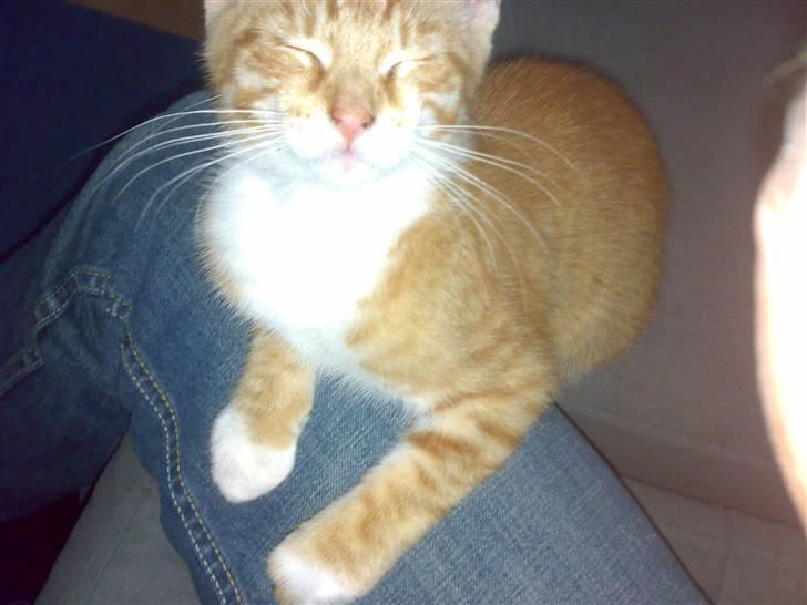 Blanding af racer Garfield billede 10