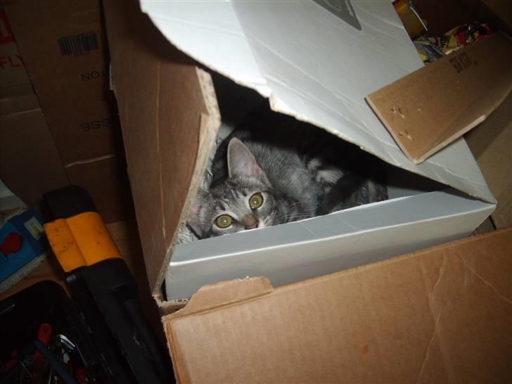 Huskat Cille † R.I.P. † billede 9