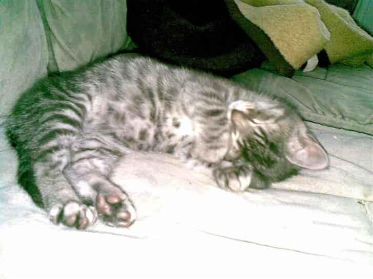 Huskat Cille † R.I.P. † billede 10