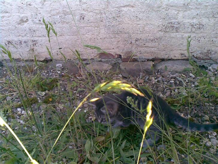 Huskat Cille † R.I.P. † billede 11