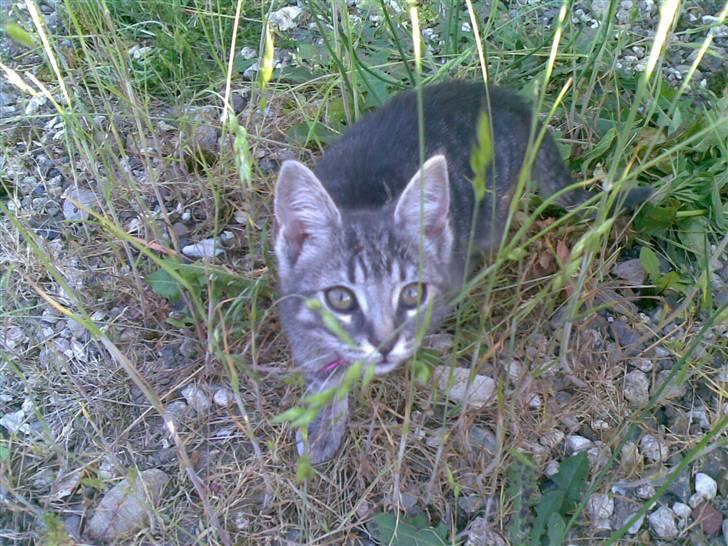 Huskat Cille † R.I.P. † billede 12