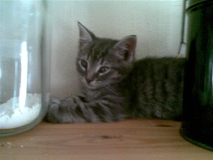 Huskat Cille † R.I.P. † billede 13