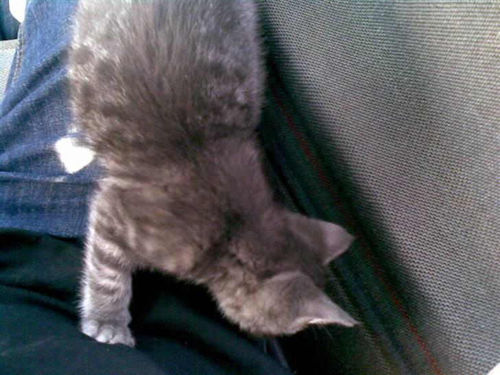 Huskat Cille † R.I.P. † billede 14