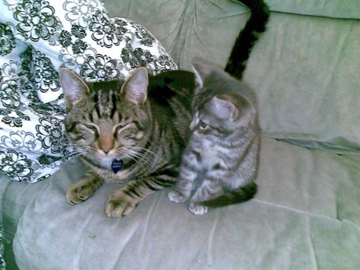 Huskat Cille † R.I.P. † billede 15