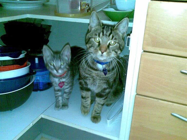 Huskat Cille † R.I.P. † billede 16