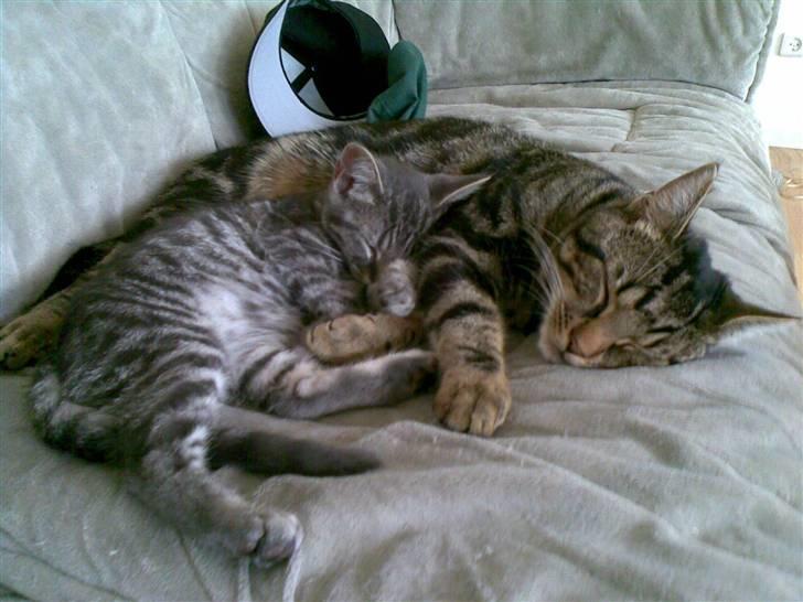 Huskat Cille † R.I.P. † billede 17