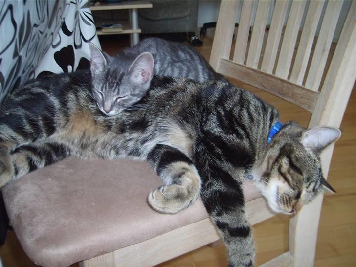 Huskat Cille † R.I.P. † billede 18