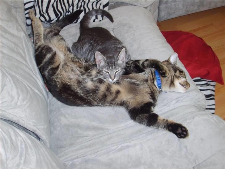 Huskat Cille † R.I.P. † billede 19