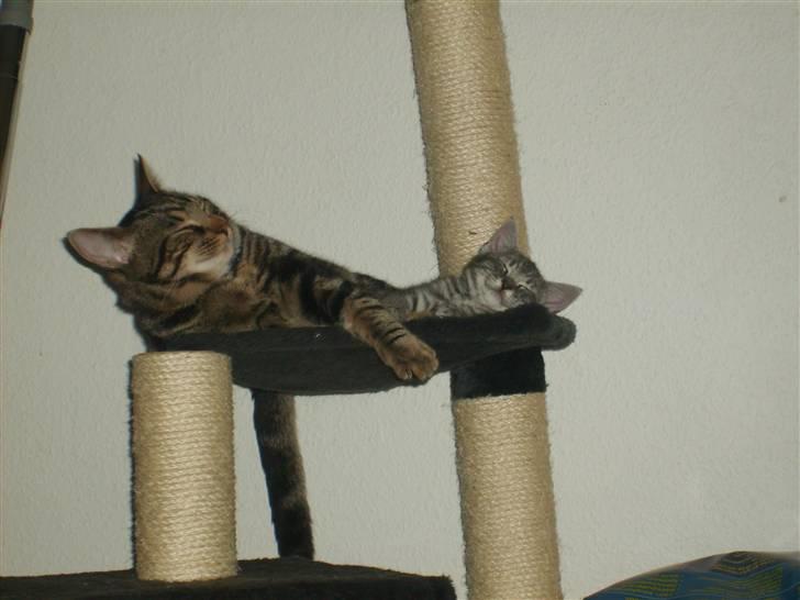 Huskat Cille † R.I.P. † billede 20