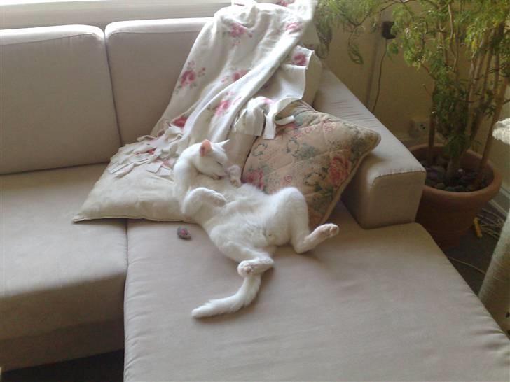 Blanding af racer snowie billede 17