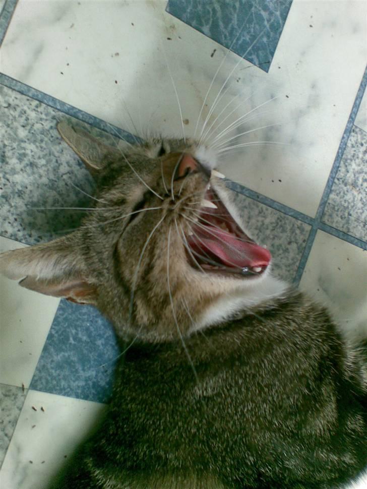 Huskat Frisco **BORTLØBET** - VELKOMMEN TIL FRISCO´S PROFIL!!! billede 1