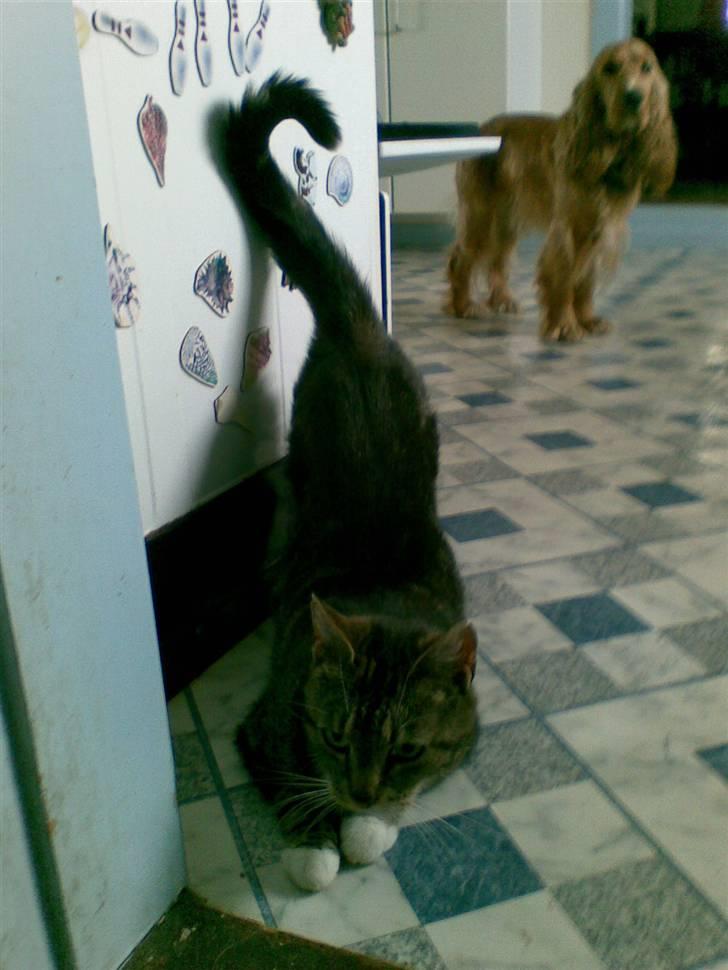 Huskat Frisco **BORTLØBET** billede 2