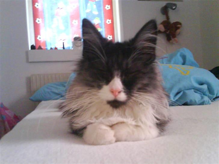 Norsk Skovkat milo  billede 1