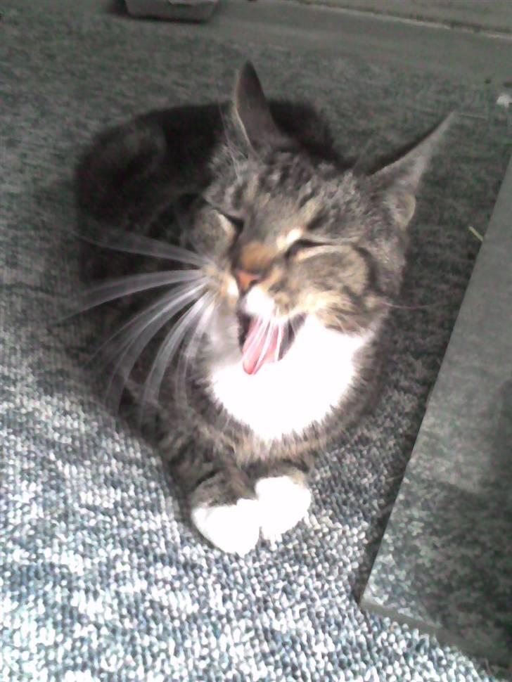 Huskat Frisco **BORTLØBET** billede 3