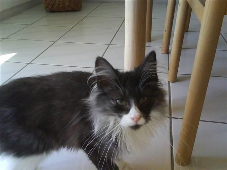 Norsk Skovkat milo  billede 2