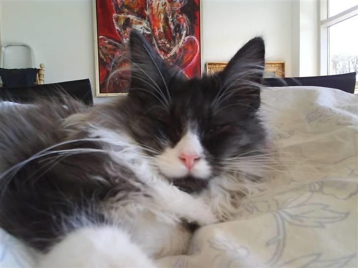 Norsk Skovkat milo  billede 3