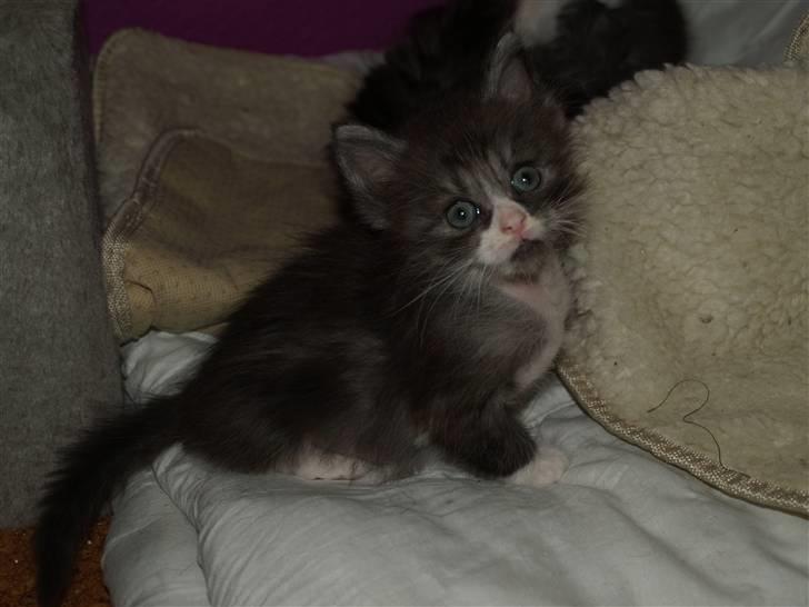 Norsk Skovkat milo  billede 4