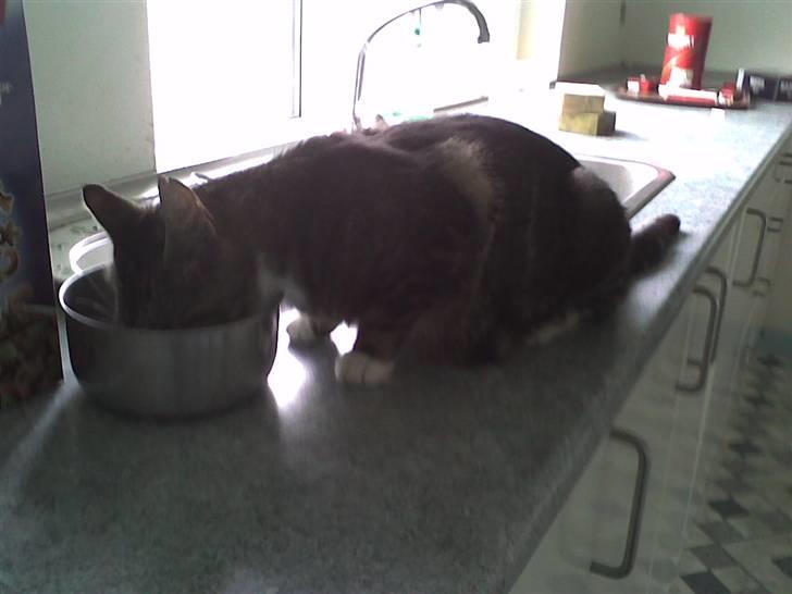 Huskat Frisco **BORTLØBET** billede 4