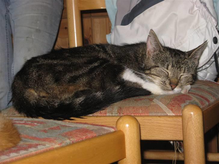 Huskat Frisco **BORTLØBET** billede 5