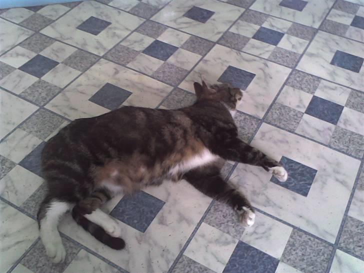 Huskat Frisco **BORTLØBET** billede 6