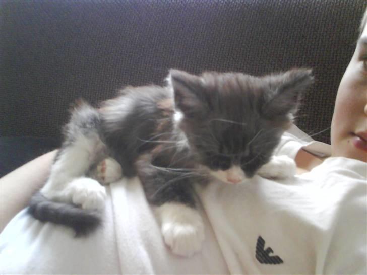 Norsk Skovkat milo  billede 5