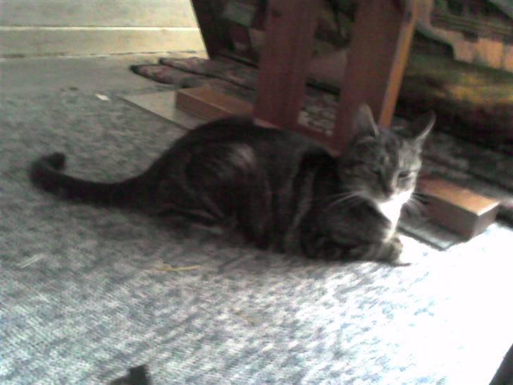 Huskat Frisco **BORTLØBET** billede 7