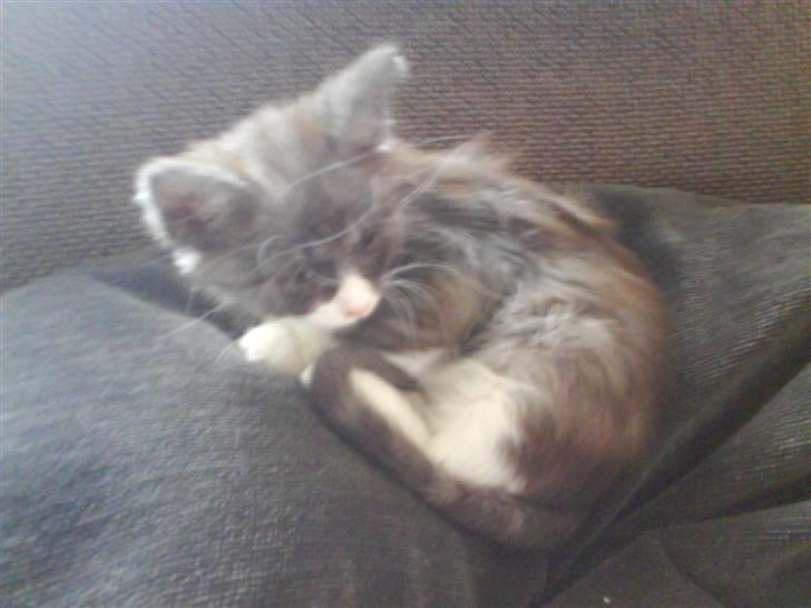 Norsk Skovkat milo  billede 6