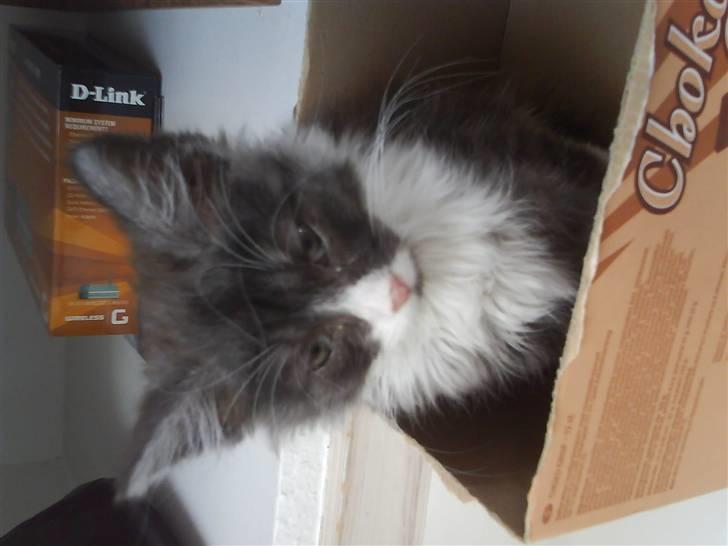 Norsk Skovkat milo  billede 7