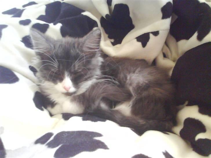 Norsk Skovkat milo  billede 8