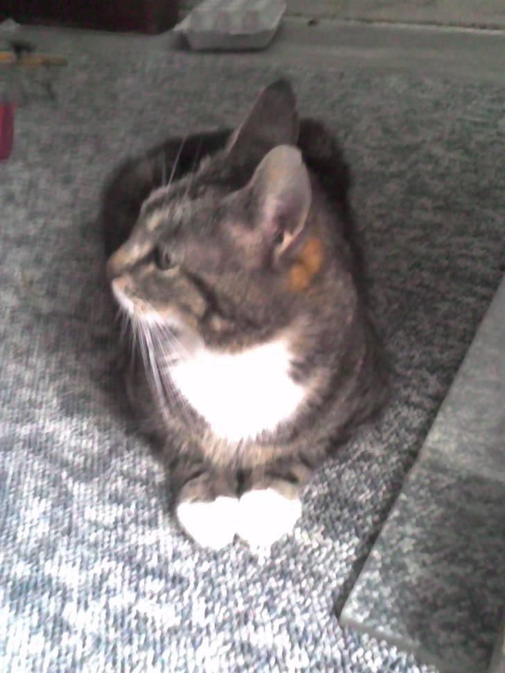 Huskat Frisco **BORTLØBET** billede 8