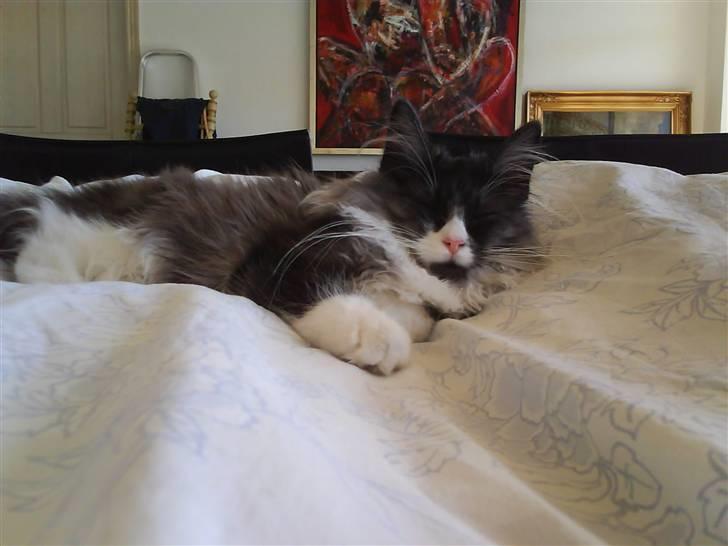 Norsk Skovkat milo  billede 9