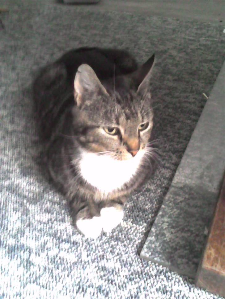 Huskat Frisco **BORTLØBET** billede 9