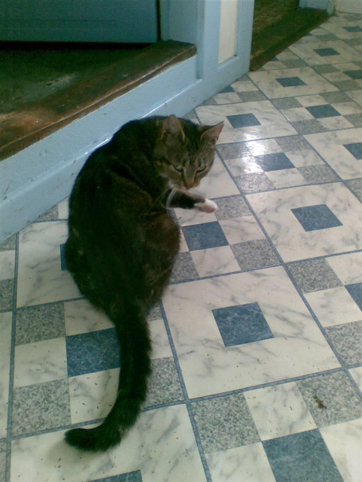 Huskat Frisco **BORTLØBET** billede 10