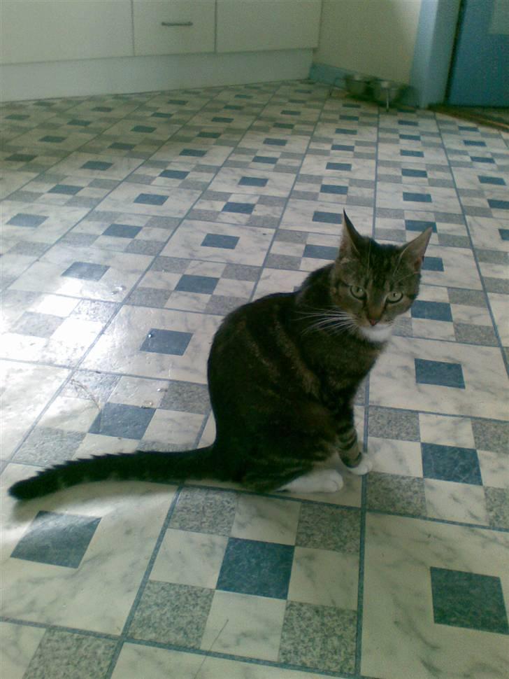 Huskat Frisco **BORTLØBET** billede 11