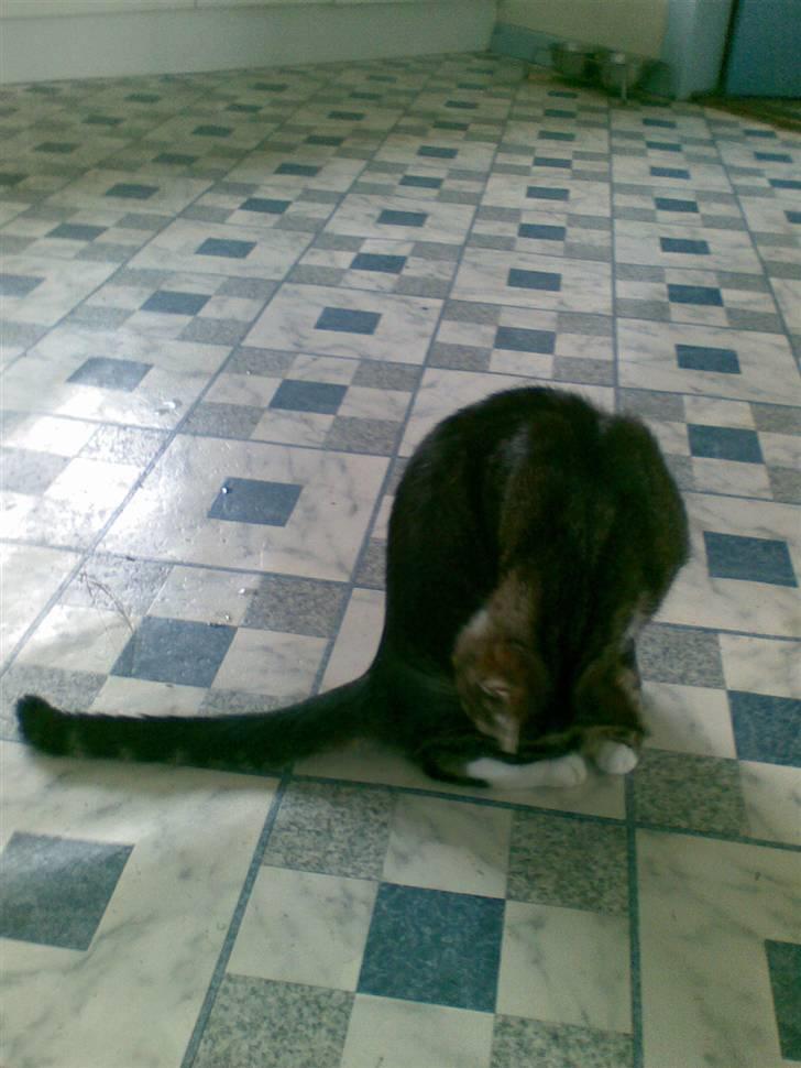 Huskat Frisco **BORTLØBET** billede 12