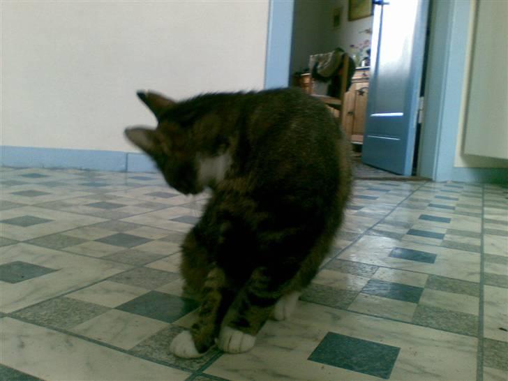 Huskat Frisco **BORTLØBET** billede 13