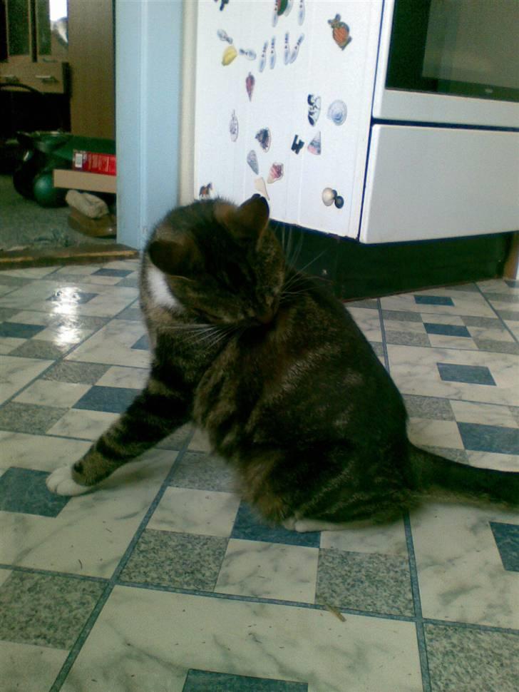 Huskat Frisco **BORTLØBET** billede 14