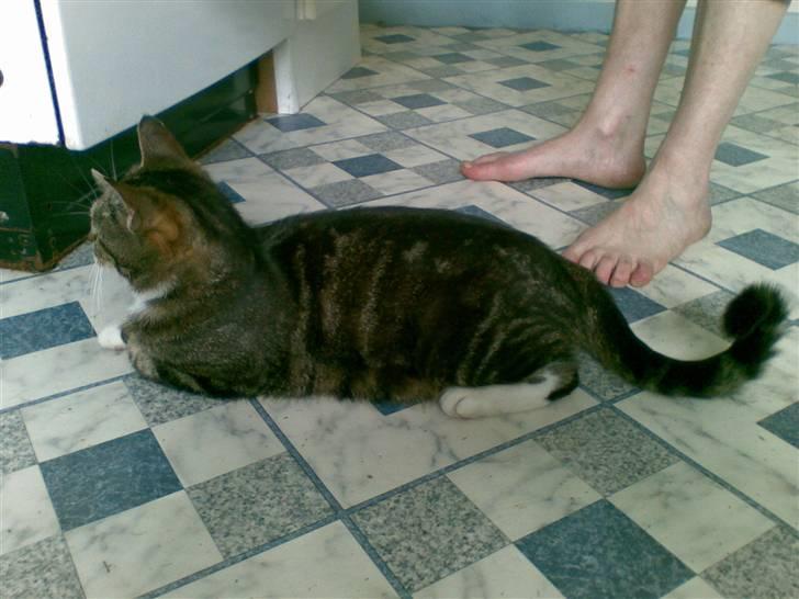 Huskat Frisco **BORTLØBET** billede 15