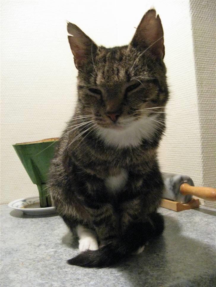 Huskat Frisco **BORTLØBET** billede 16