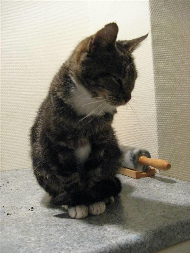 Huskat Frisco **BORTLØBET** billede 17