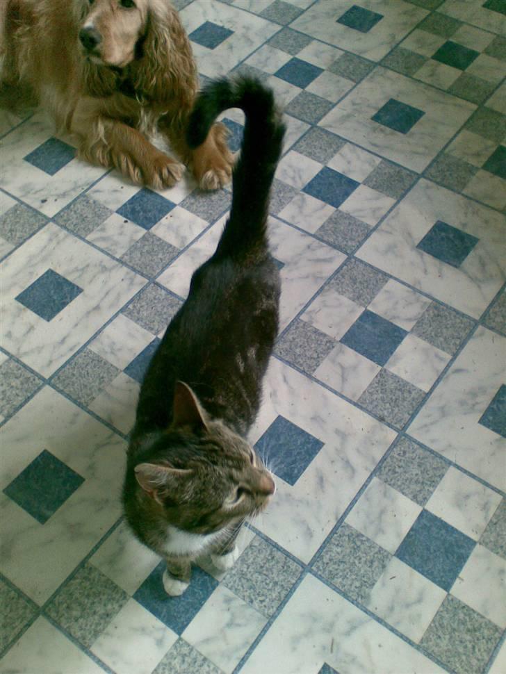 Huskat Frisco **BORTLØBET** billede 18