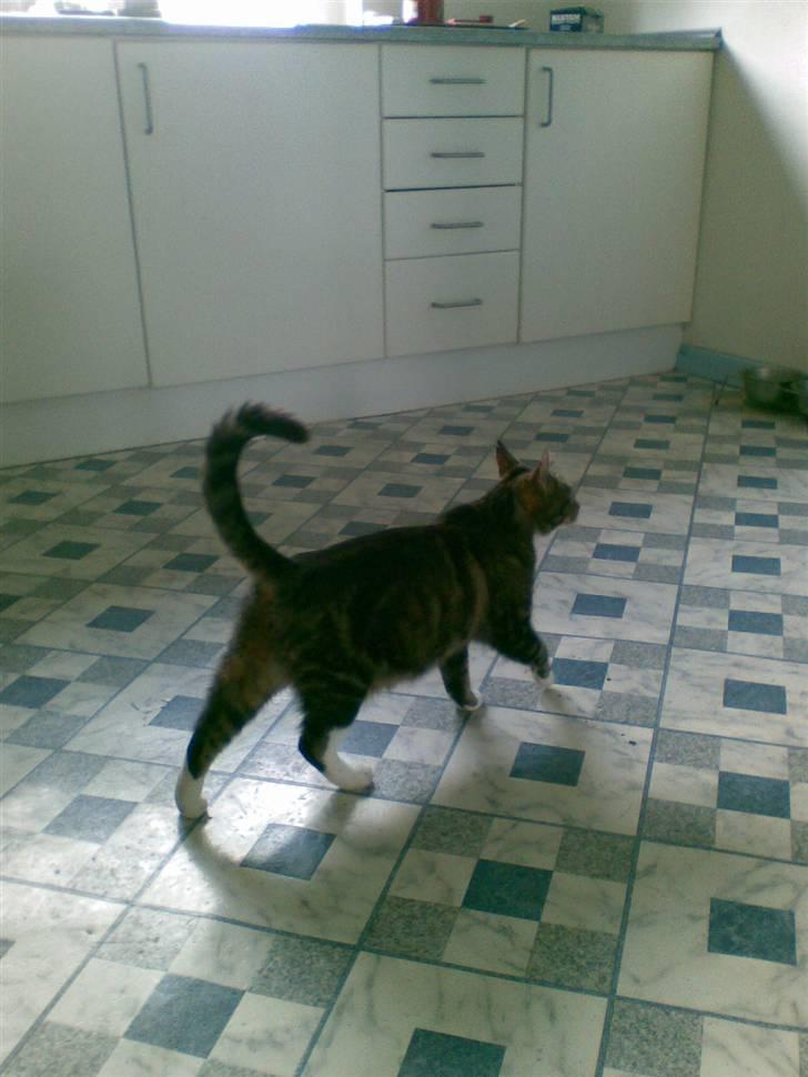 Huskat Frisco **BORTLØBET** billede 19