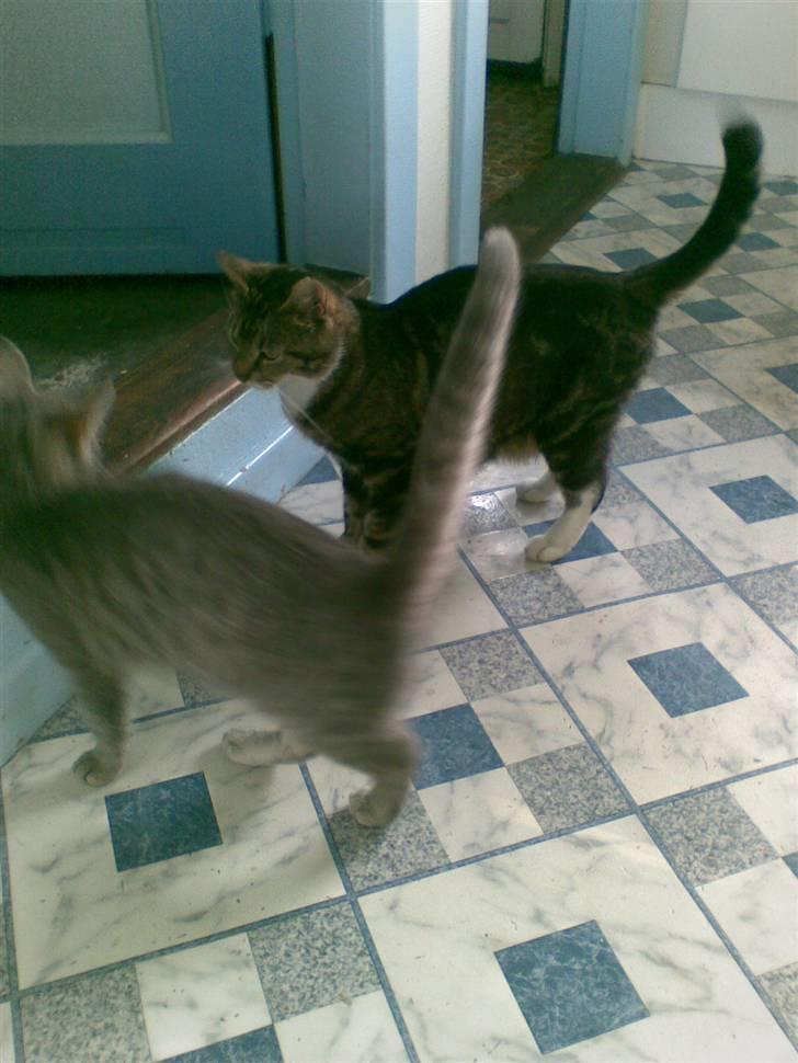 Huskat Frisco **BORTLØBET** - Opfør dig ordenligt, Spunk!! billede 20