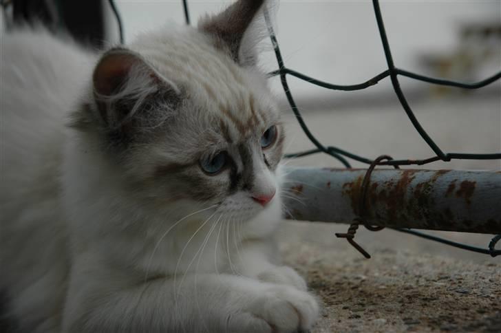 Ragdoll Emma billede 1