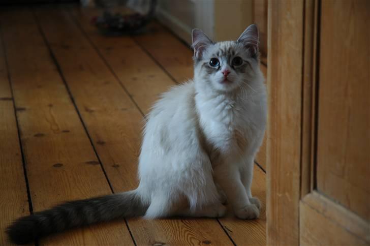 Ragdoll Emma billede 2