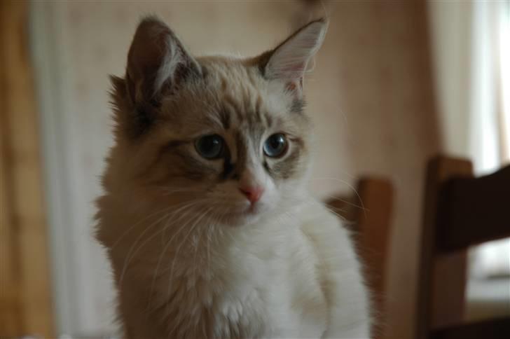 Ragdoll Emma billede 3