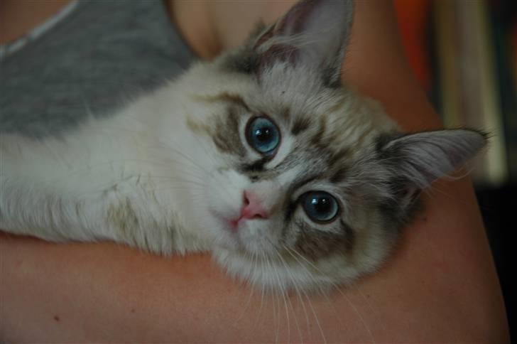 Ragdoll Emma billede 4