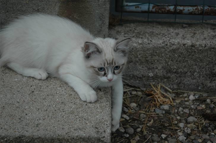 Ragdoll Emma billede 5