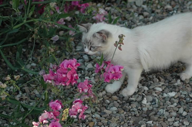 Ragdoll Emma billede 6